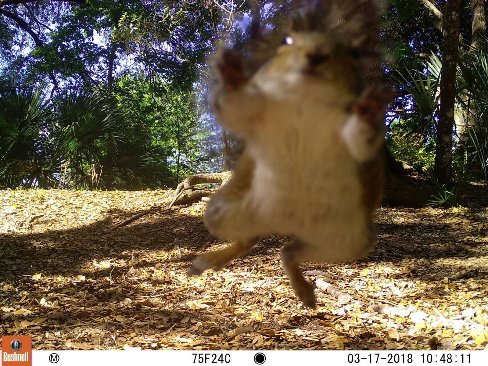 Got the best surprise checking the outdoors cam earlier this year