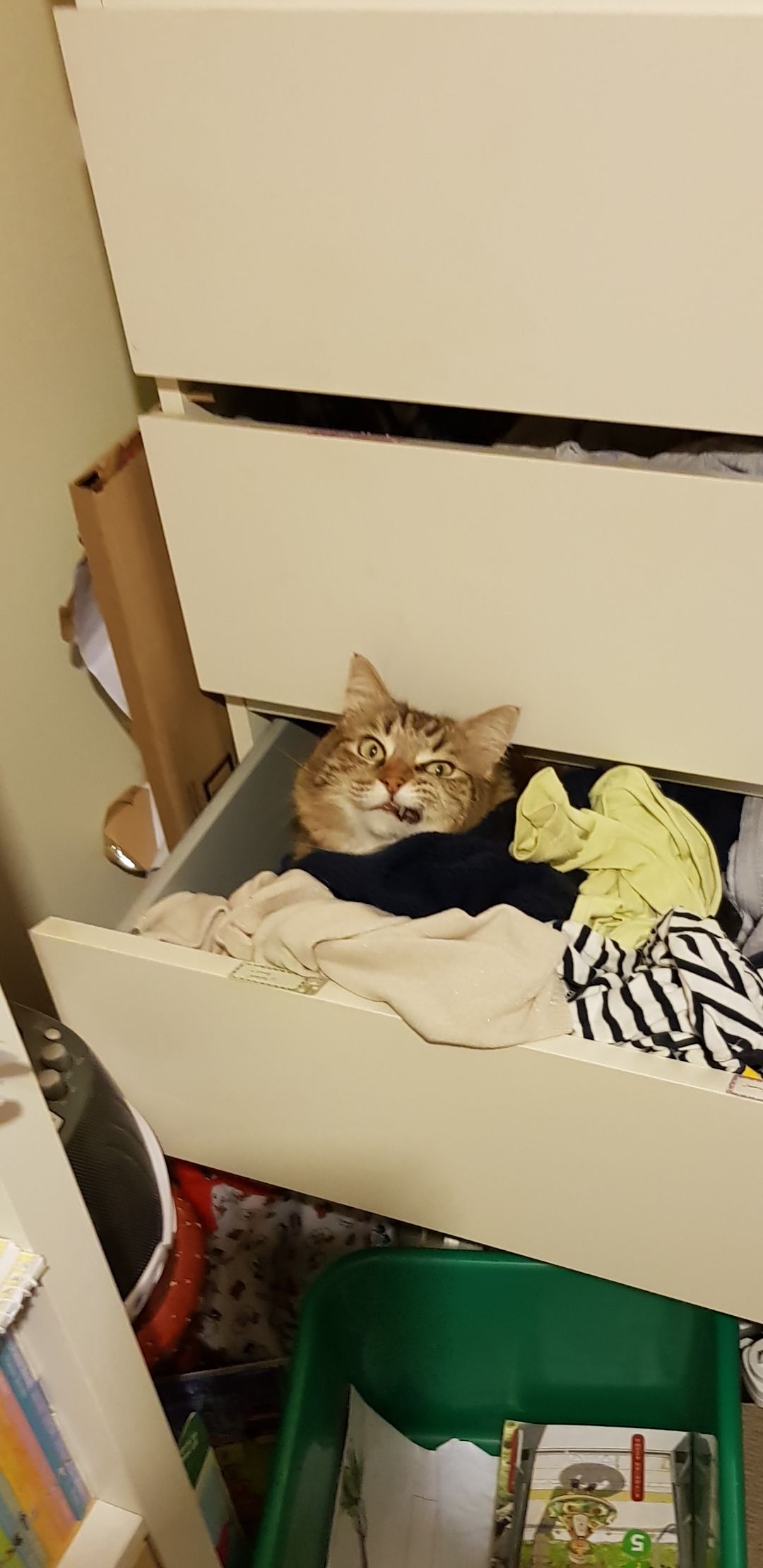 Angry drunk pirate cat hiding in my daughter's drawer