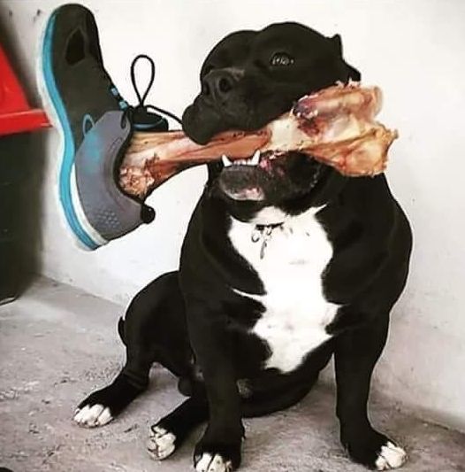 Put a sneaker on your dog's bone and ask people if they've seen a jogger hopping by