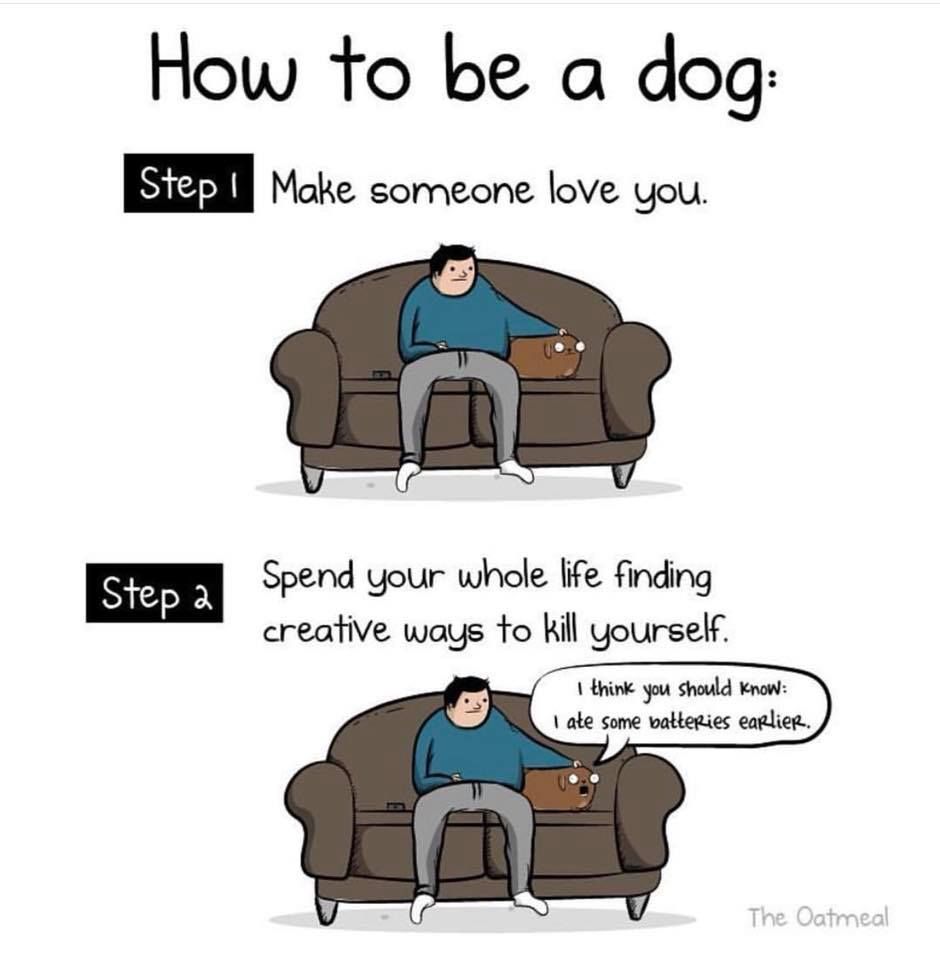 How to be a dog