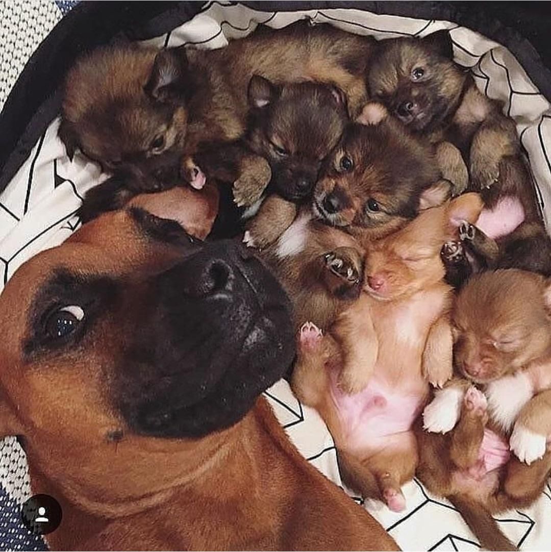 Kids, wake up. Let's take a selfie. - Mama Doggo