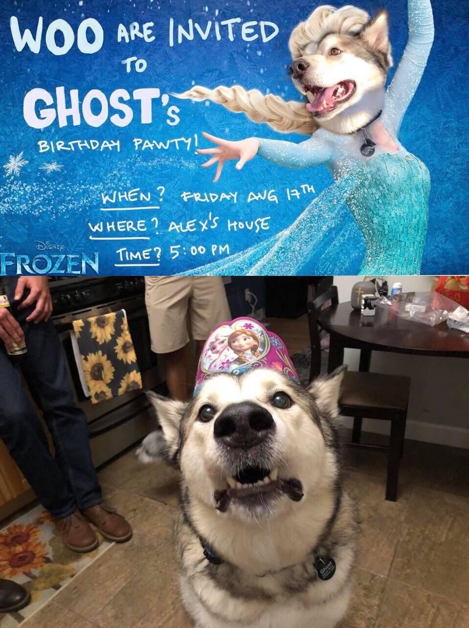 Frozen theme Dog Birthday