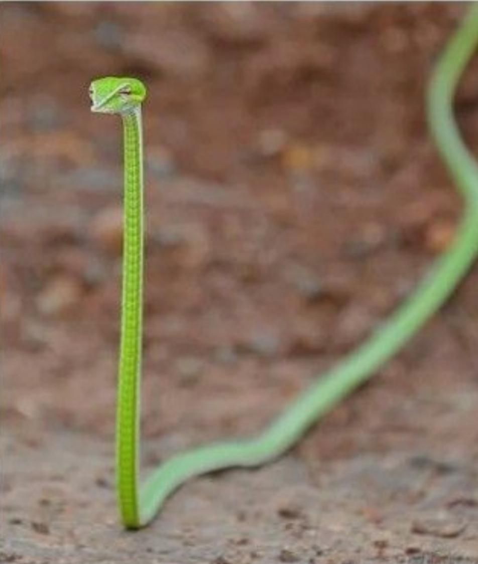 This tiny snake looks like a judgmental shoelace