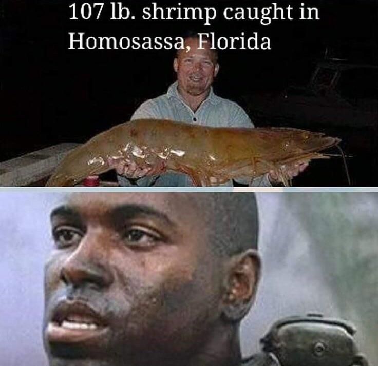Got Shrimp?