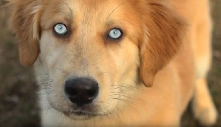 A Golden Retriever and Husky mix looks a dog that belongs to the white walkers on Game of Thrones.