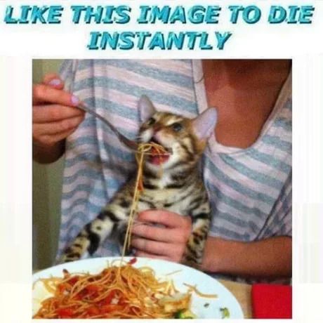 catto