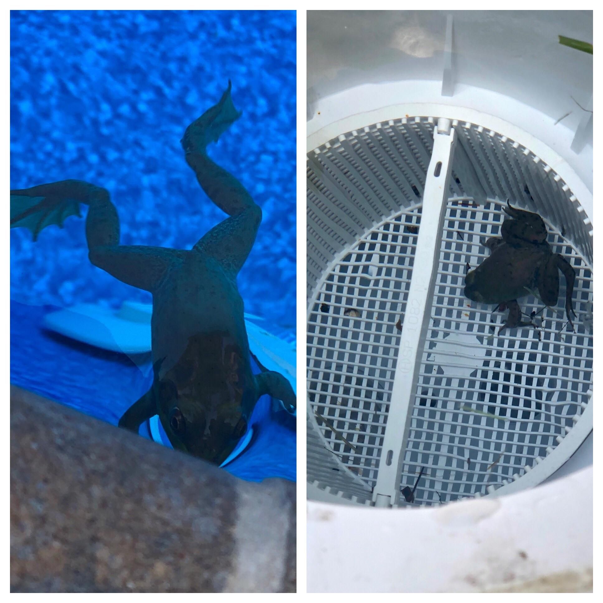 Everyday this little guy jumps into my pool, swims into the filter and eats all of the bugs that cycle through. He hasn’t had to work for his dinner in months.