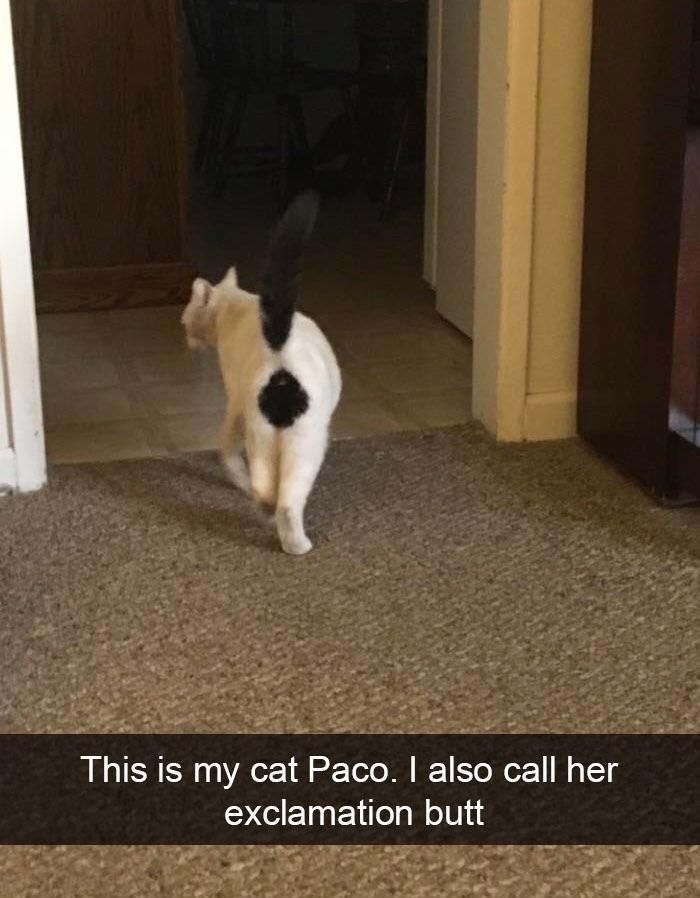 My cat Paco.