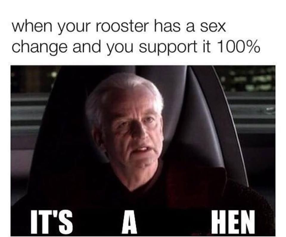 Hen