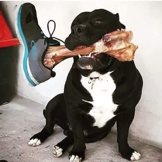 Put A Shoe On The Dogs Bone To Scare The Crap Out Of People
