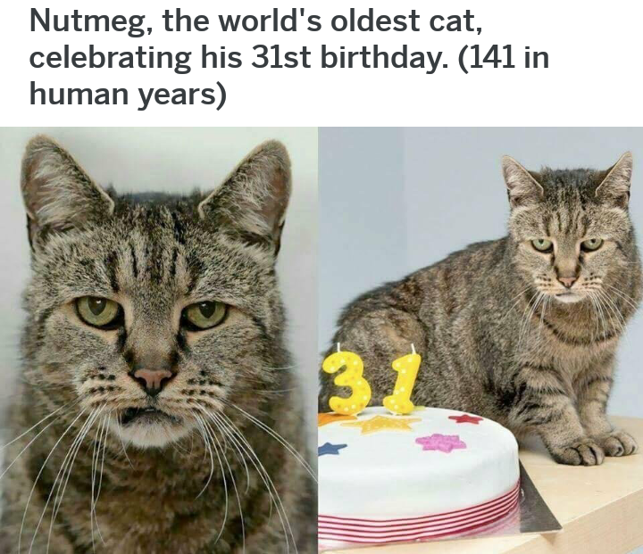 The look on this cat's face.
