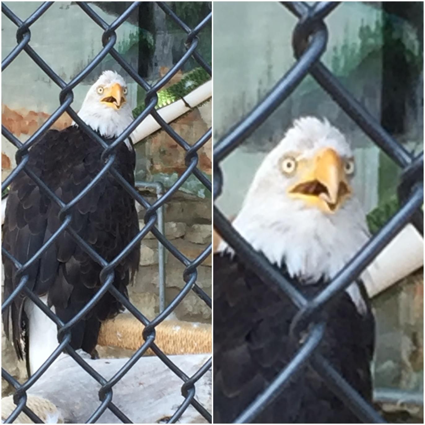 I think I captured this bald eagle during an existential life crisis