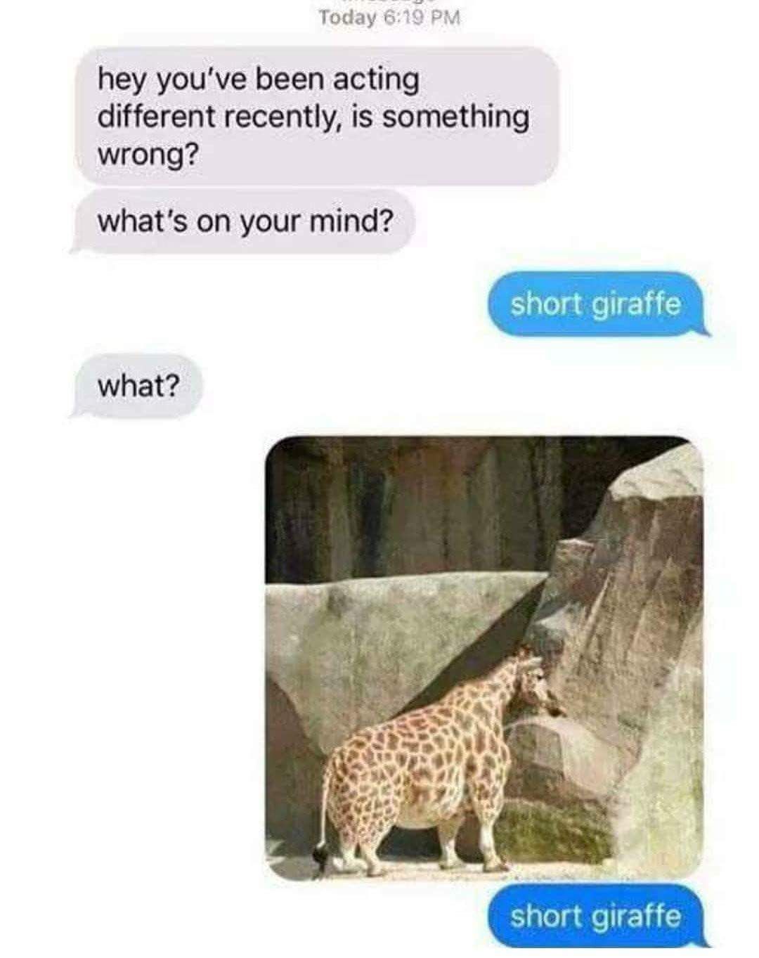 Short giraffe