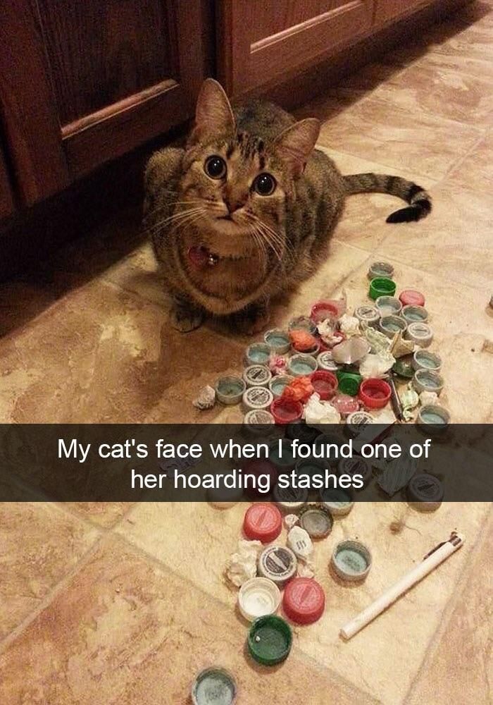 My cat is hoarding lids.