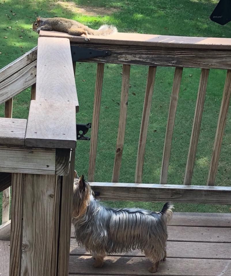 My Aunt told her dog there was a squirrel on the deck, but the dog couldn't find it.