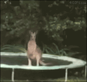 A kangaroo on a trampoline