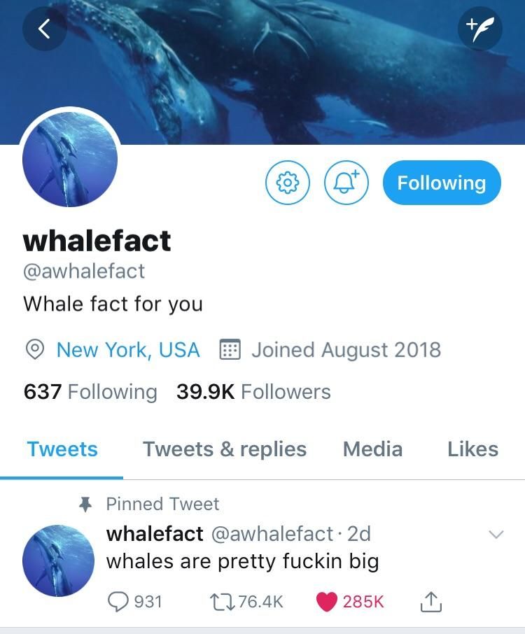 Whale Fact