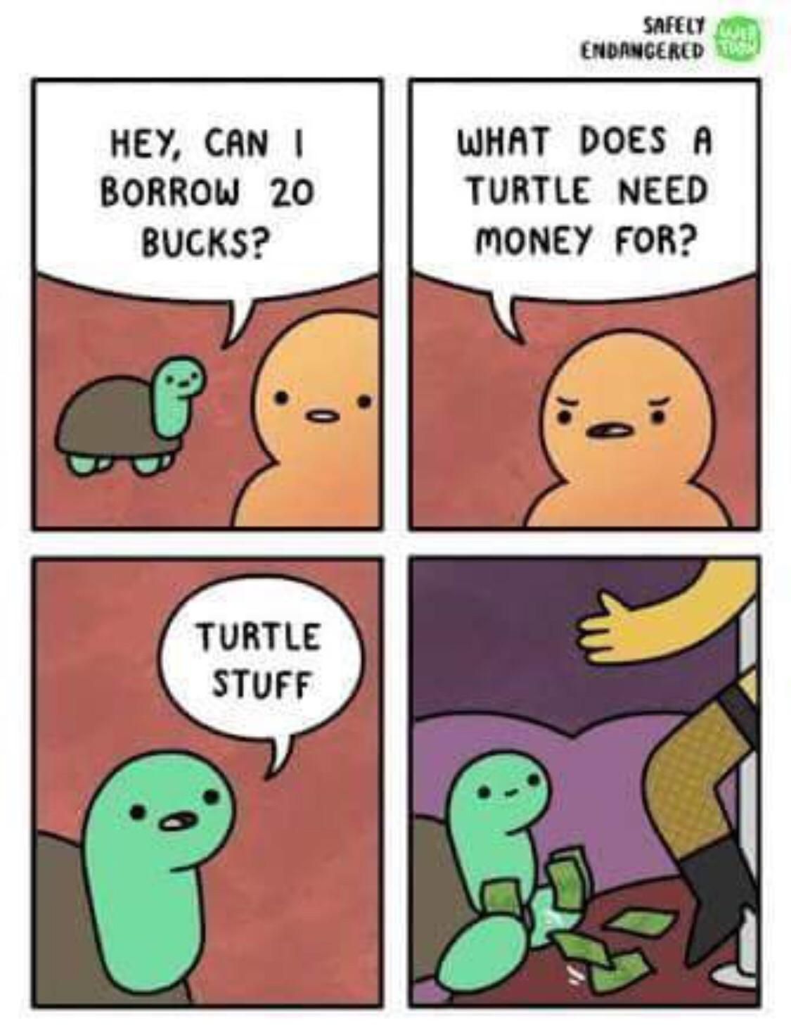 Turtle stuff...
