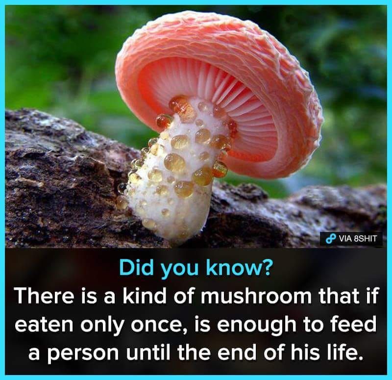 1up