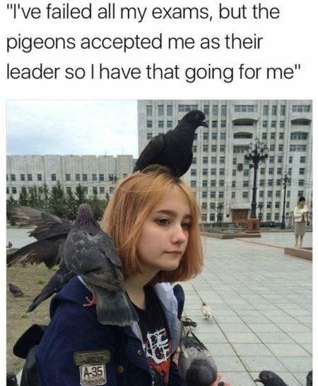 Pigeon leader