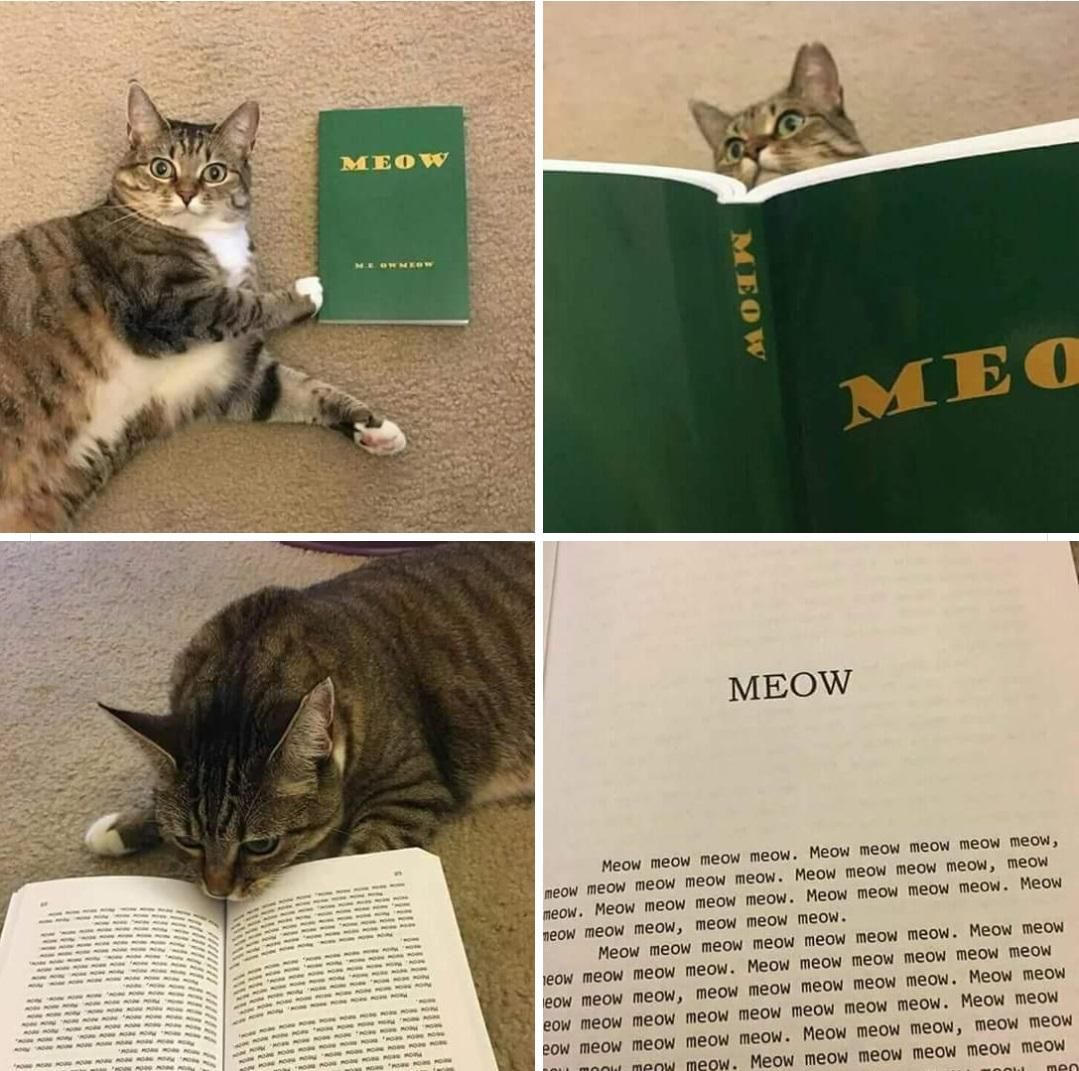 Only cats can read and understand this.