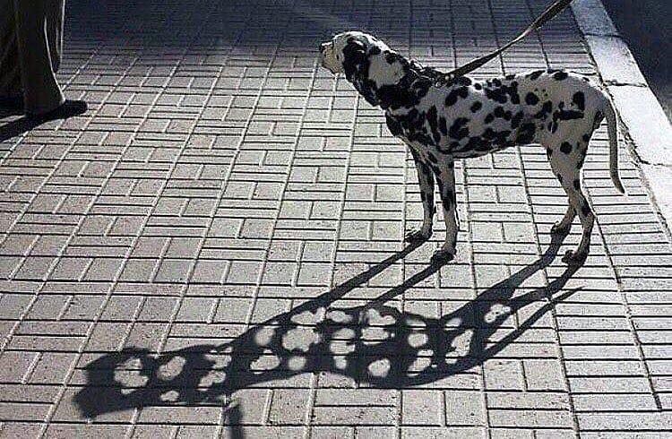 A Dalmatian's Shadow
