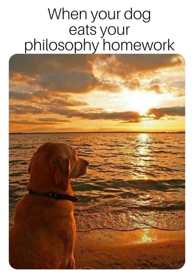 Was I good boy today, helping with master's homework?