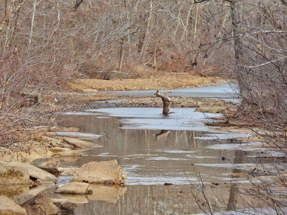 This majestic deer slipping on ice