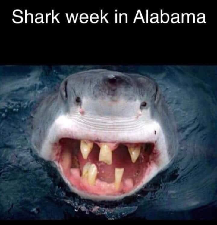 Shark Week in Alabama