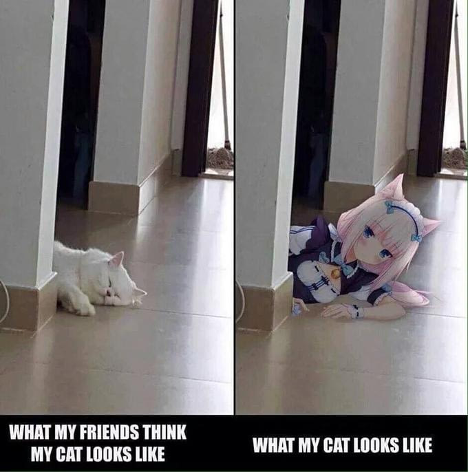 Meow
