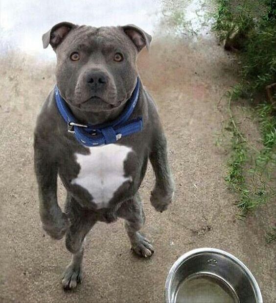 Why is my bowl empty bro?