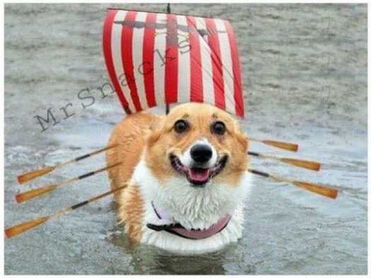 I accidentally Googled corgi ship instead of cargo ship... was not disappointed
