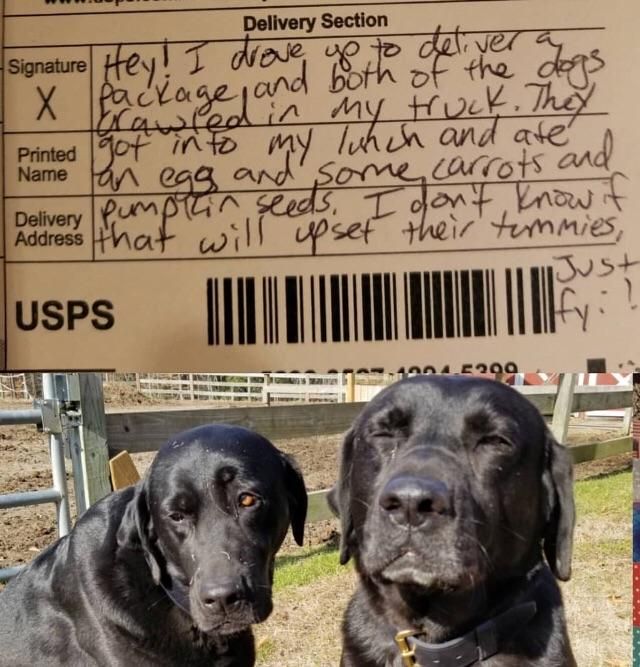 A note left by a delivery man whose lunch was stolen and eaten by a couple of puppers.