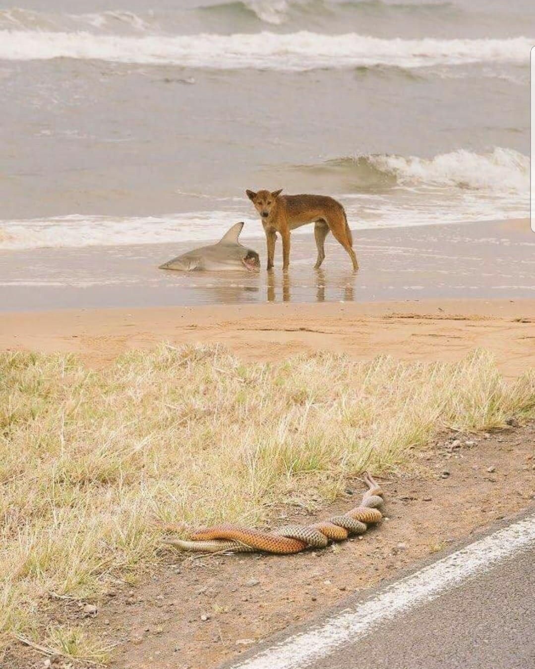 A dingo eating a shark, 2 snakes having sex... welcome to Australia