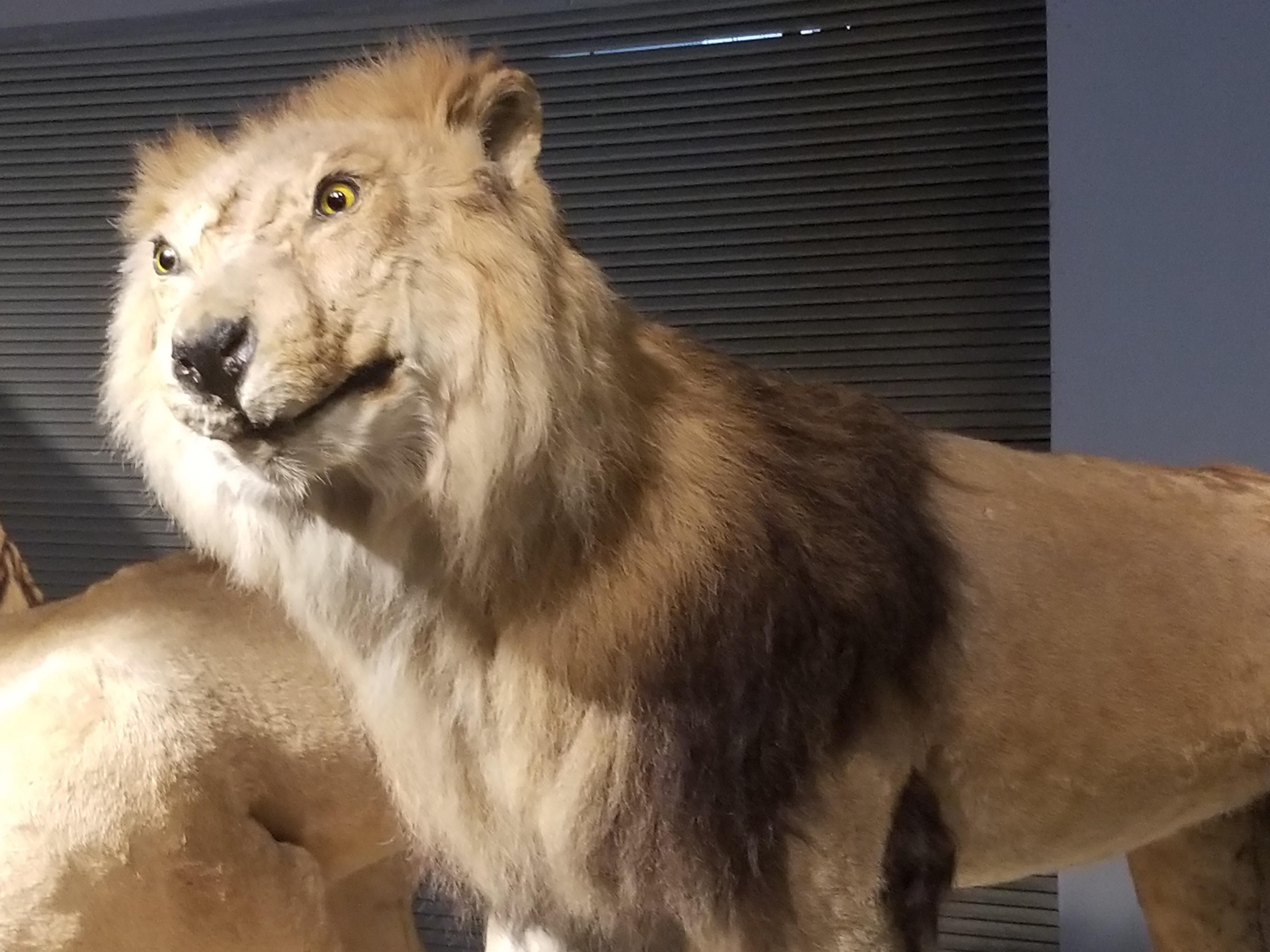 This crap taxidermy. Currently on display at the shanghai natural history museum