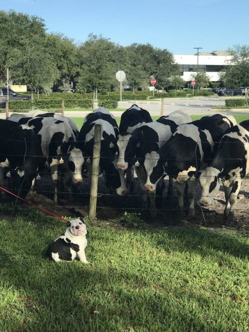 Cows: "Look at this little cow!"
