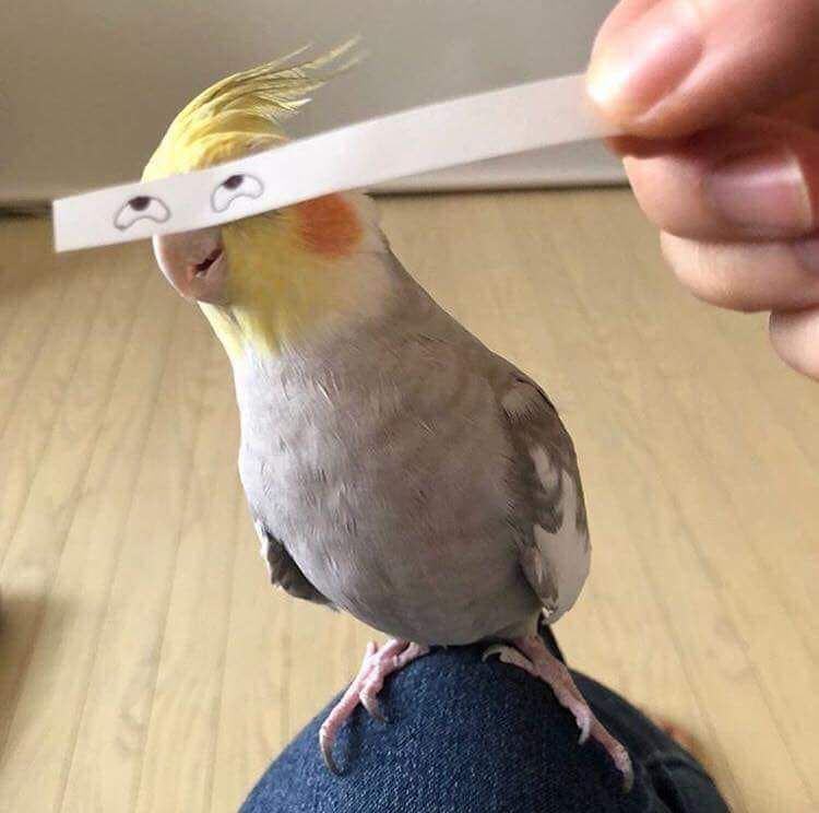 This birb