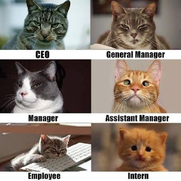 Corporate Cats