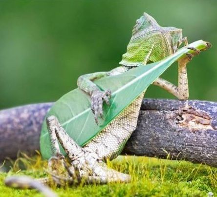 When your mate claims he knows how to play guitar.