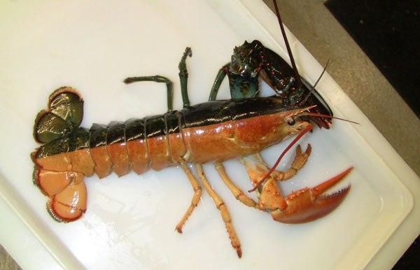 Finding a split-colored lobster is supposed to be a 1 in 50 million chance. I found one instantly on Google.