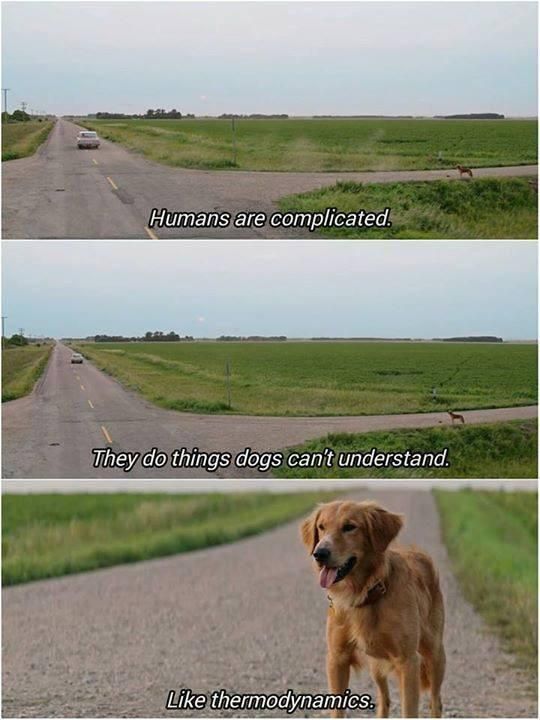 Humans do things dogs can’t understand.