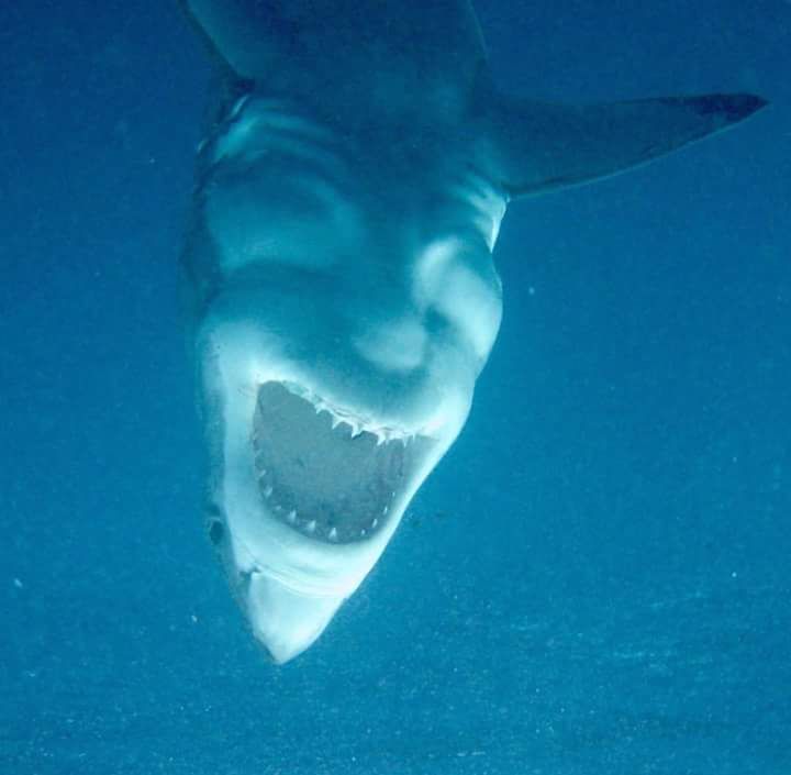 A shark hanging upside down looks like someone laughing maniacally
