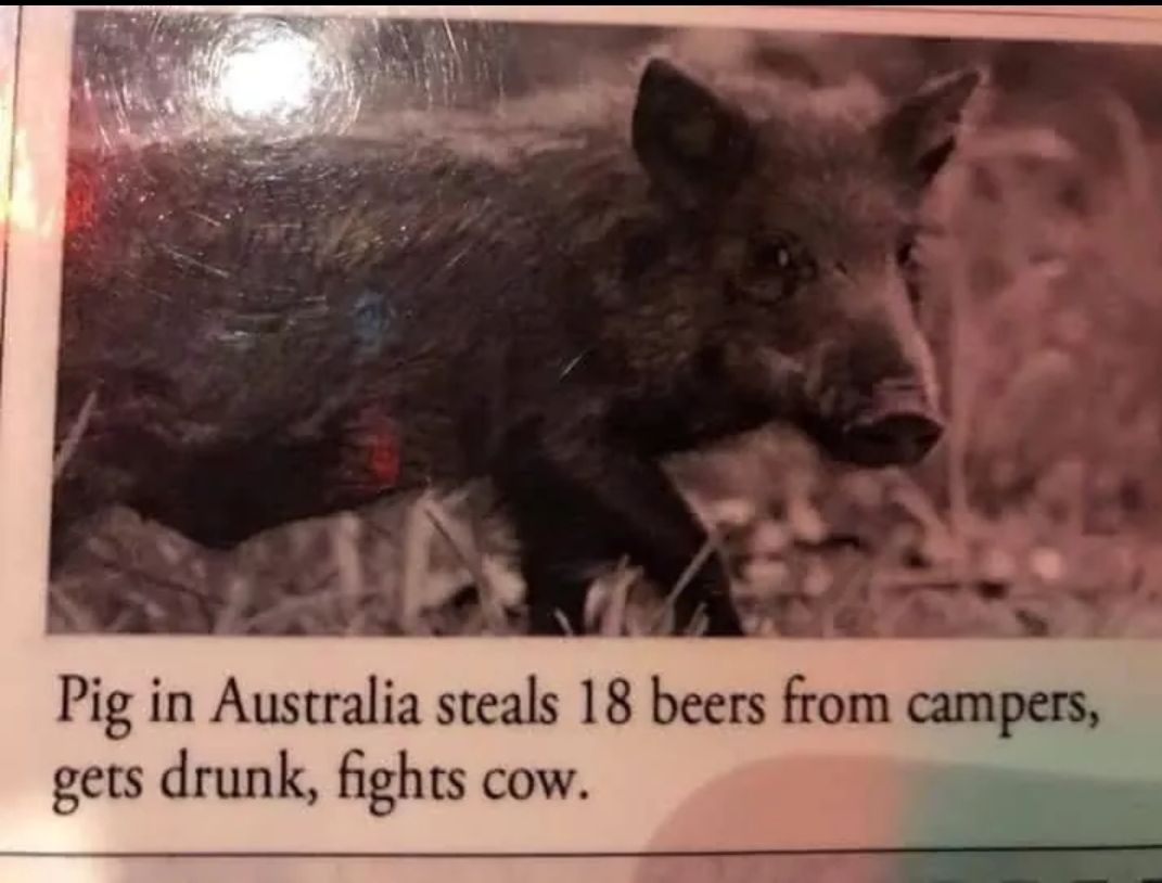 This Australian pig is quite the "party animal".