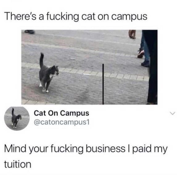 A Cat on Campus.