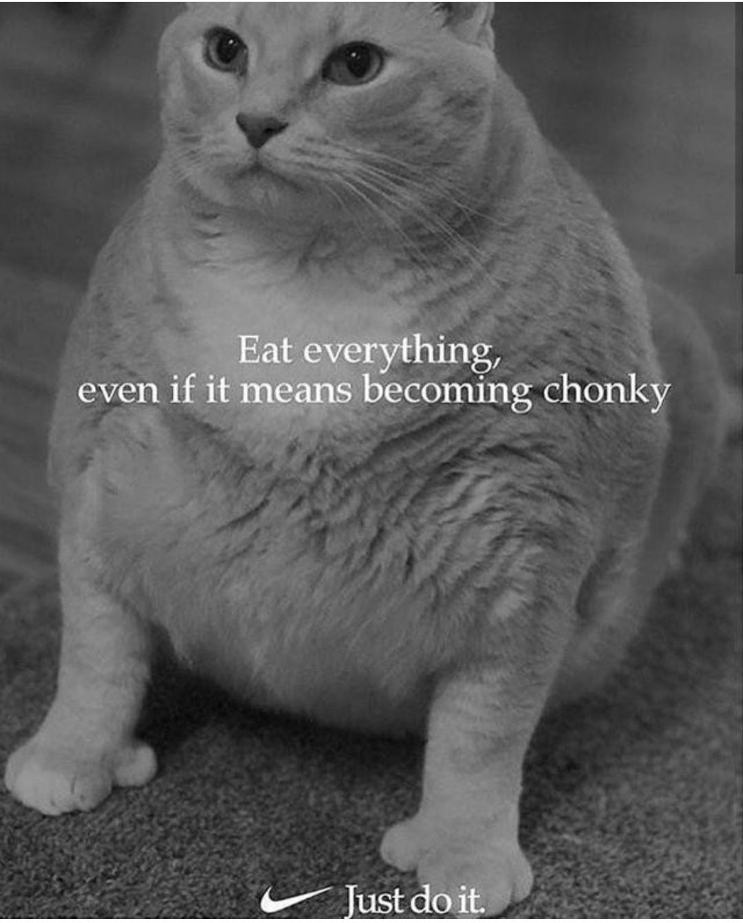 Chonky & fluffy