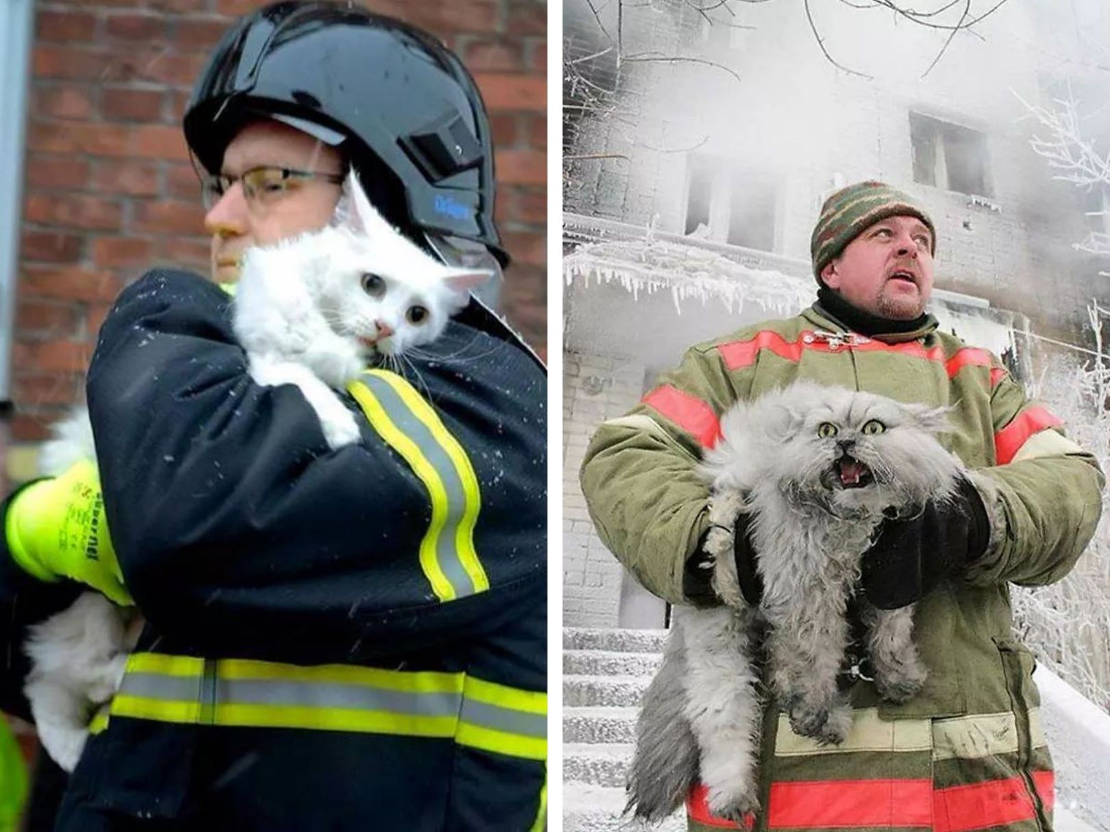 Cat from Denmark vs cat from Russia after being saved from a fire