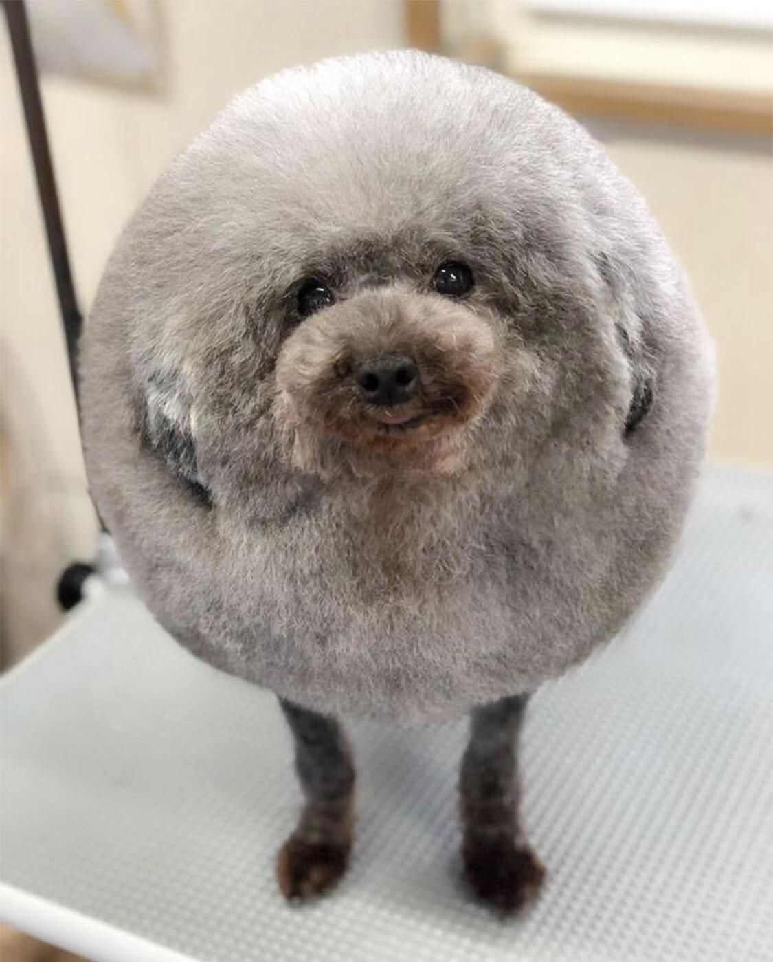 Best haircut a dog could ever want!