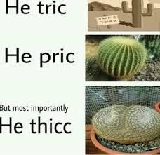 Stupid sexy cactus