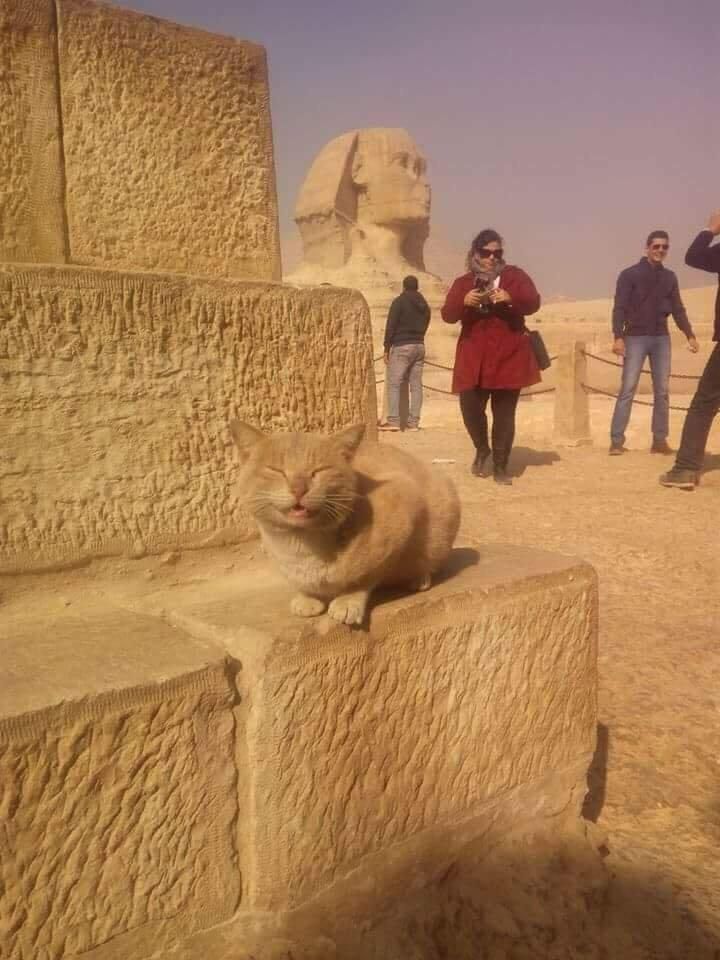 Look at me. I am the Sphinx now.