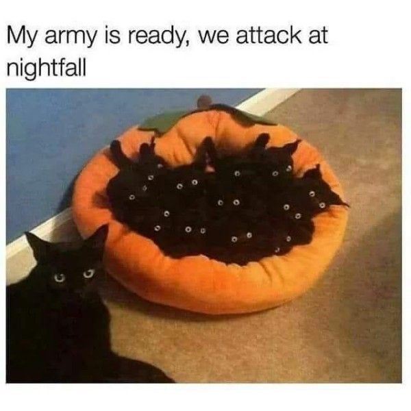 Halloween Cat Army